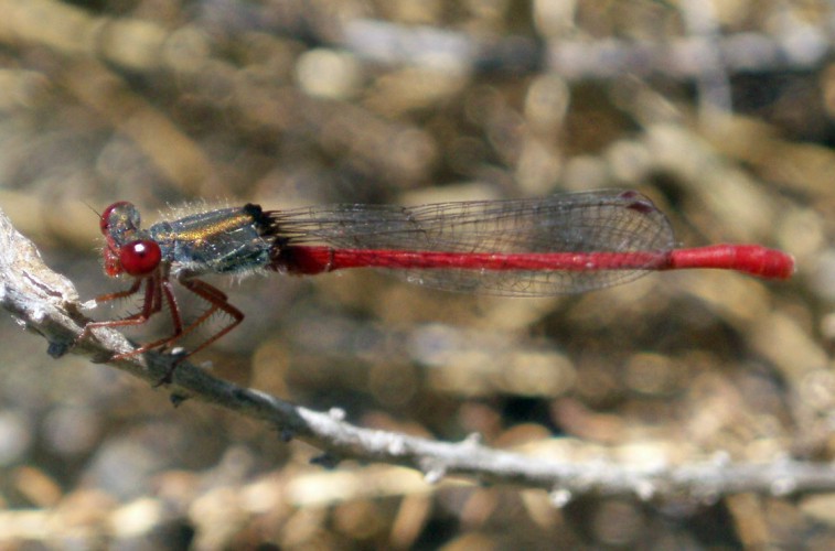 Spagna: La regione  de Monegros, paradiso entomologico